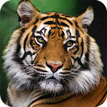 Cover Image of Unduh Tiger Wallpaper 4K 1.01 APK