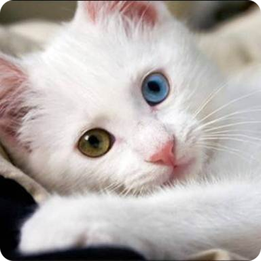 Guess the Cat: Tile Puzzle logo
