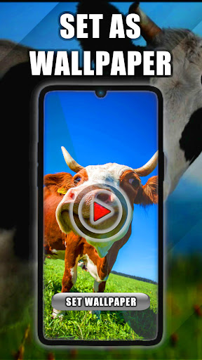 Cow Live Wallpaper Screenshot 1 - AppWisp.com