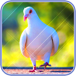 Download Cute Pigeon wallpaper (3).apk for Android 