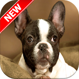 French Bulldog Wallpapers icon