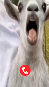 Goat Fake Video Call