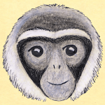 Cover Image of Unduh Little Gibbon  APK