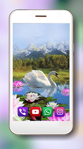 Swans and Lilies Live Wallpaper