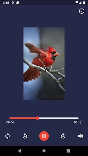 Bird Sounds - Sound Effects