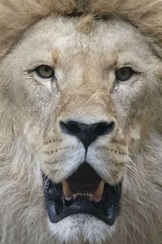 Lions wallpapers Screen 2