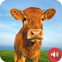 Звуки коровы