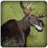 Moose Sound icon