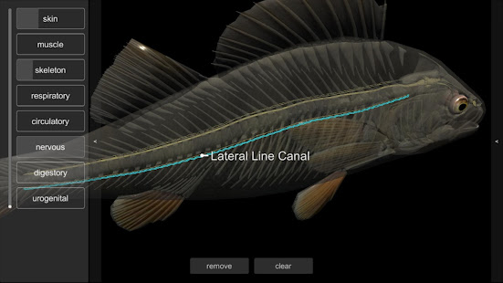 3D Fish Anatomy