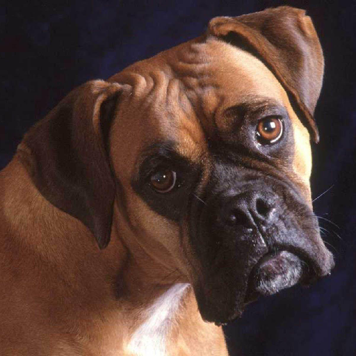 Wallpapers Boxer Dog logo