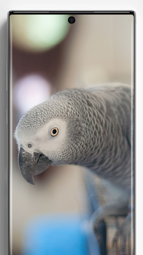 Parrot Wallpapers