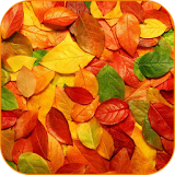 Autumn HD Live Wallpaper icon