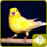 Canary Bird Sounds  Icon