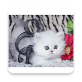 Silly Cats icon