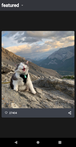Funny Cat Videos and Pictures, Screen 3