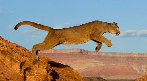 Desert documentaries