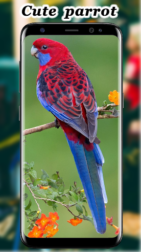 Cute Parrot Wallpaper Screenshot 1 - AppWisp.com
