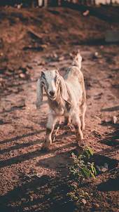Goat Wallpapers