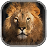 King Lion Wallpaper icon