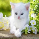 Cover Image of Download Kittens  APK