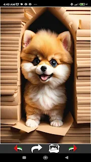 Dog