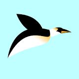 Splashy Bird icon