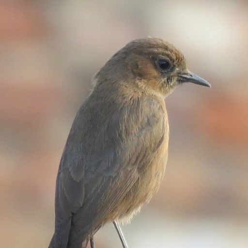 Nightingale Bird Sounds logo