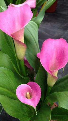 Android application Lily Wallpapers screenshort