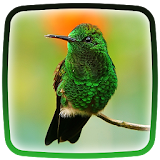 Hummingbird Live Wallpaper icon