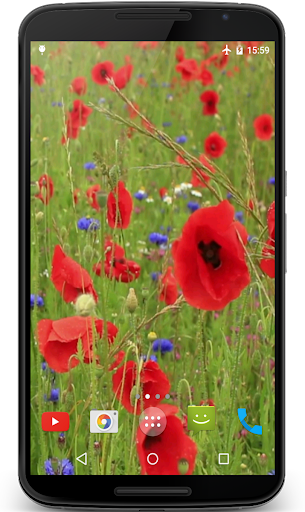 Android application Poppy Flower Live Wallpaper screenshort