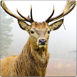 Deer Hunting 3D Sniper Shooter icon