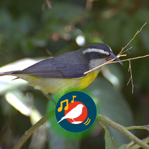 Sibite fêmea chamando