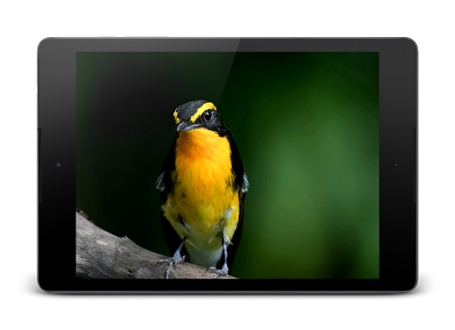 Exotic Bird Live Wallpaper