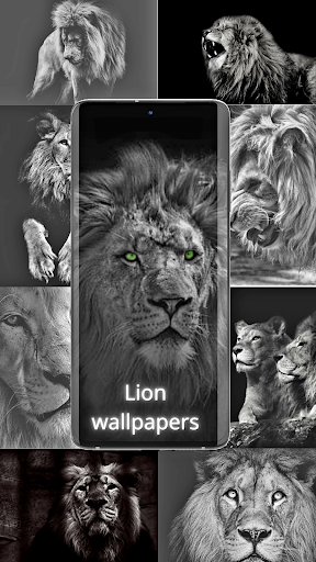 Lion Wallpapers lion HD