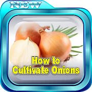 How to Cultivate Onions