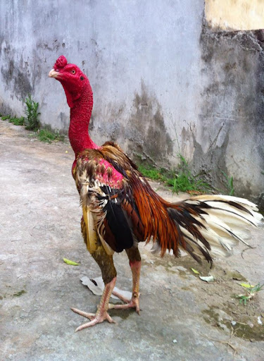 Đấu Trường CPC