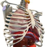 Mechanism of Breathing 3D icon