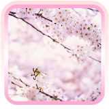 Sakura  Flower Free icon