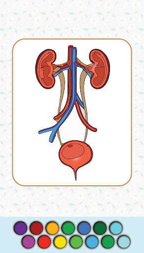 Anatomy Coloring Book Screen 2