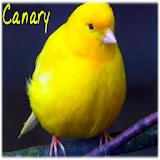 Canary singing icon