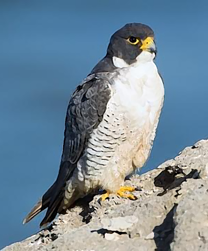 Android application Peregrine Falcon Sounds screenshort