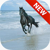 Wild Horse Wallpapers icon