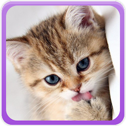 Icon image Kitten Wallpapers Gallery