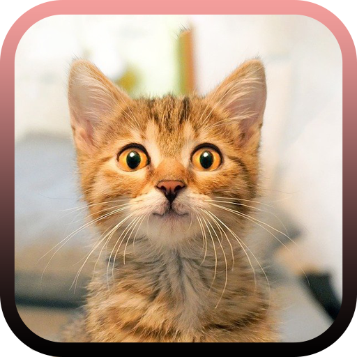 Imágenes De Gatos Bonitos Header - AppWisp.com