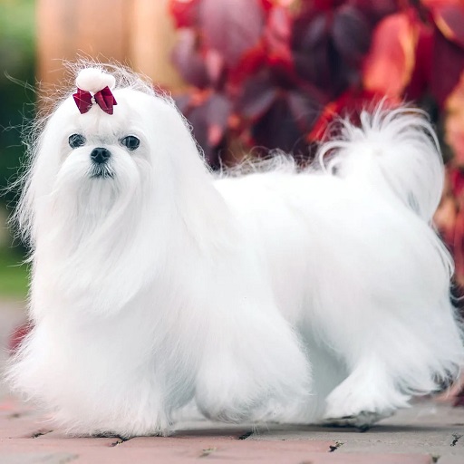Maltese Dog wallpapers logo
