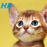 kitten wallpapers HD free special for you icon