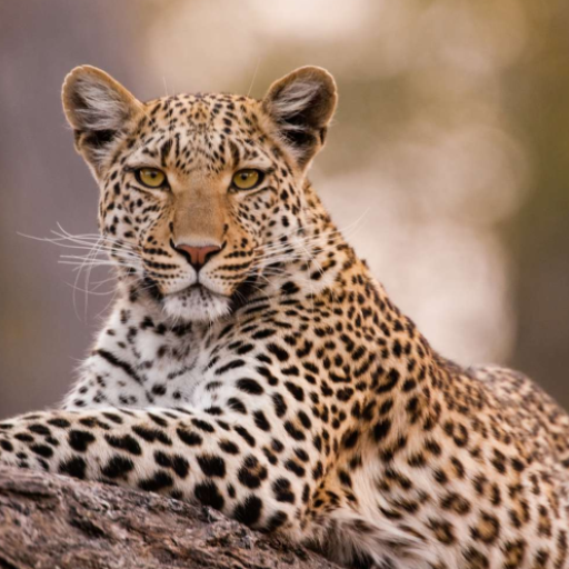 Leopard Sounds logo