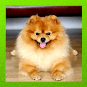 Pomeranian Dog  Icon