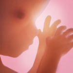 Cover Image of Download Pregnancy + | tracker app, week by week in 3D 5.12.1 APK