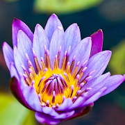 Water Lilies Flower Wallpaper